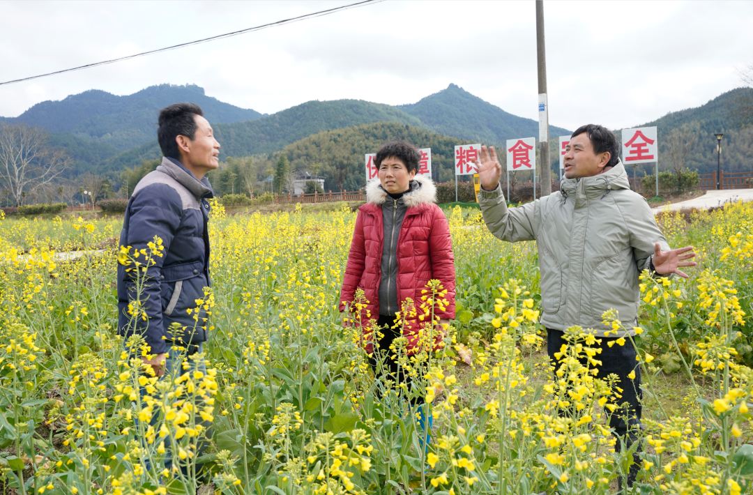“稻-再-油”轮作助农增收！浦城6.5万亩油菜丰收在望