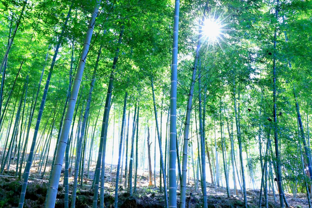 顺昌：打造“企业版·森林生态银行”